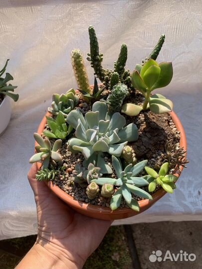 Кактусы и суккуленты, флорариум