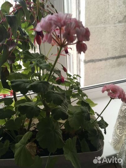 Пеларгония герань, Фуксия ампельная цветущая