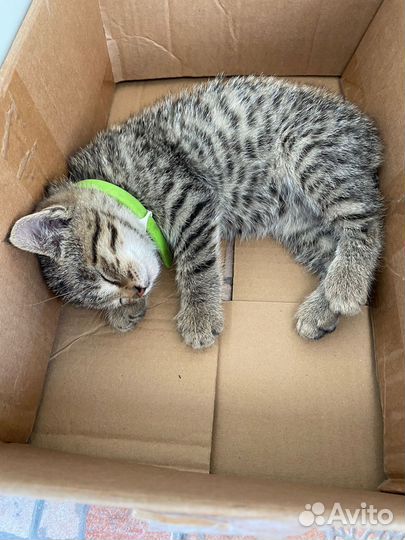 Котёнок