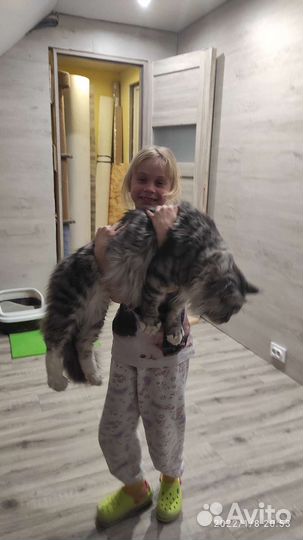 Мейн-кун вязка