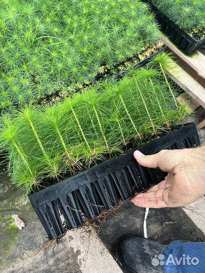 Зкс и окс Сосна Ель Лиственница сеянцы Голуб горн