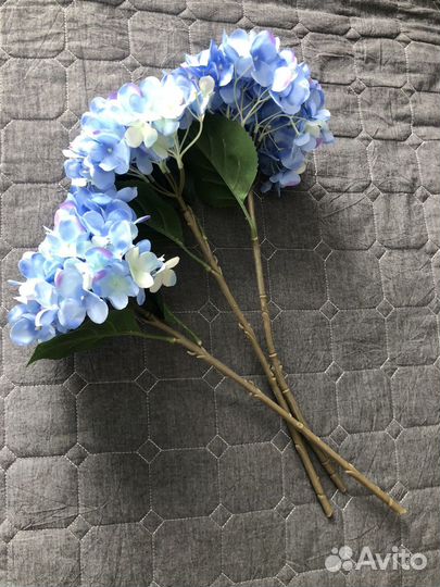 Гортензия икеа