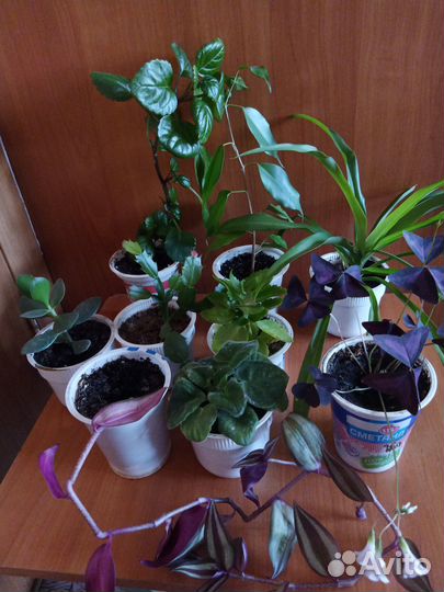 Комнатные растения