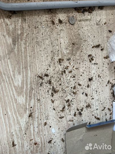 Уничтожение тараканов клопов плесени дезинсекция