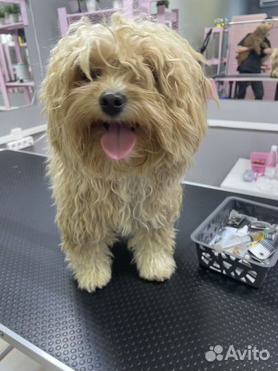 Модель на груминг