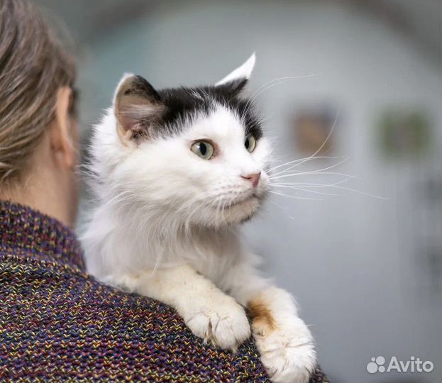 Кошка в дар