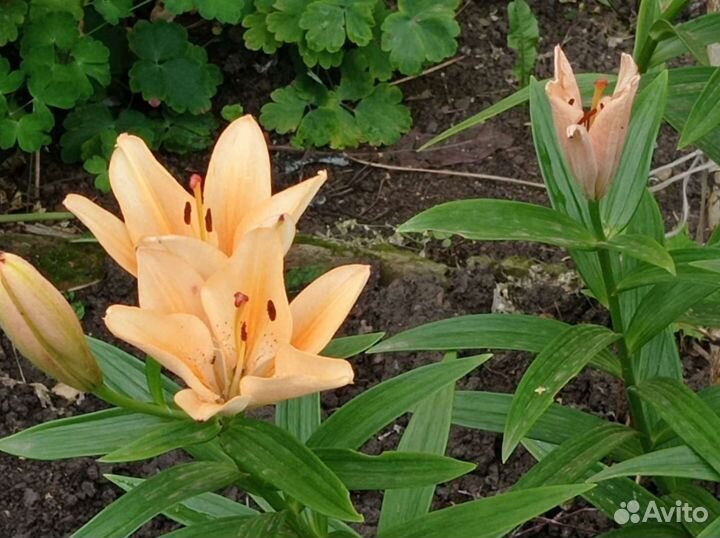 Лилии.Нарциссы.Лилейник