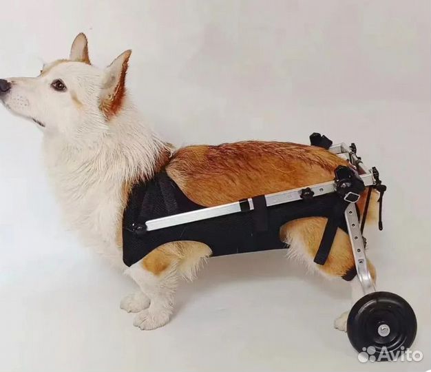 Инвалидная коляска для собак