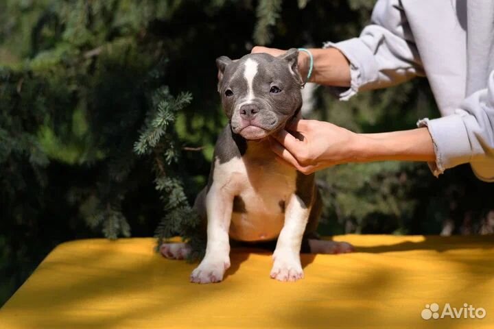 Девочка американ булли