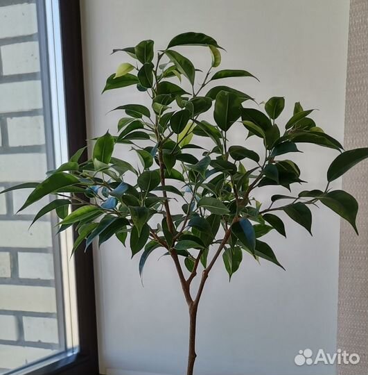 Фикус Бенджамина. Комнатные цветы