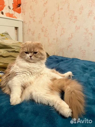 Продам скоттиш фолд