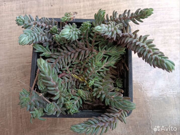 Почвопокровники