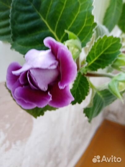 Глоксинии сортовые