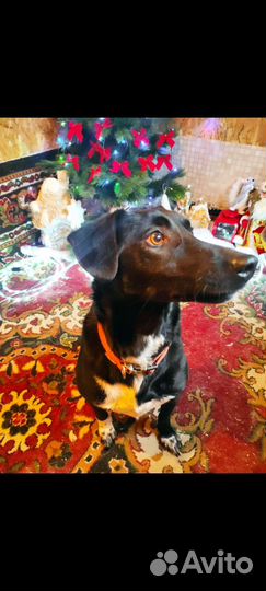 Маленькая собака Вито ищет дом