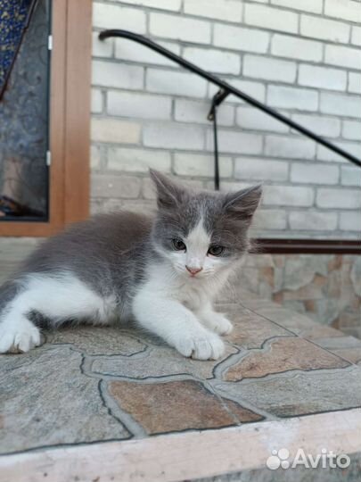 Котенок(мальчик)