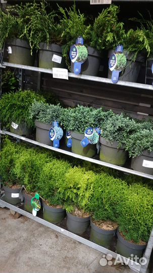 Хвойные растения микс нидерланды