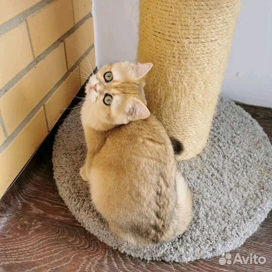 Британская девочка ny11