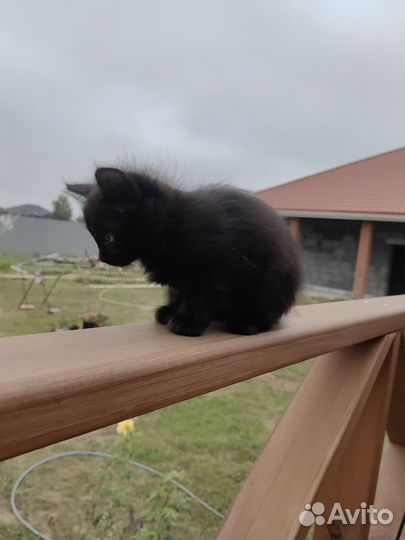 Котенок девочка в дар бесплатно