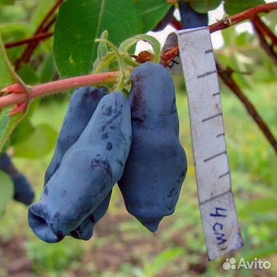 Продам свежезамороженную жимолость бакчарский вел