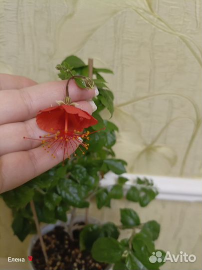 Гибискус гарденьери, китайский фонарик