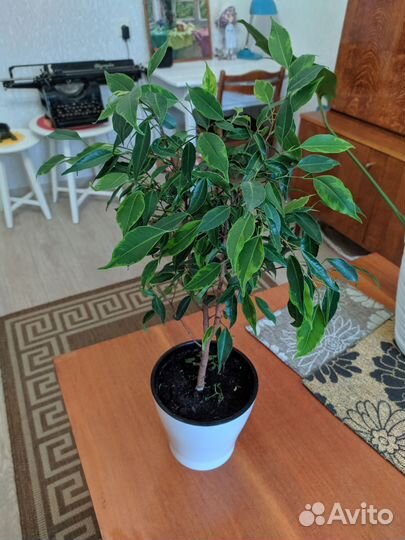 Фикус Анастасия. Стрелиция