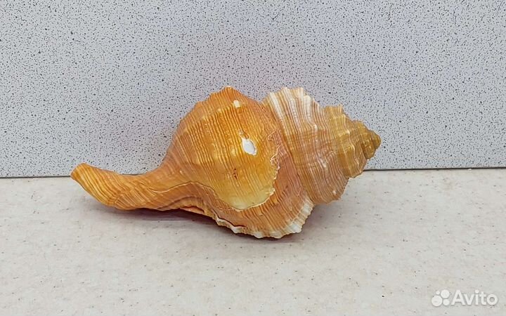 Циматиум Пурам 10,9 морская ракушка раковина