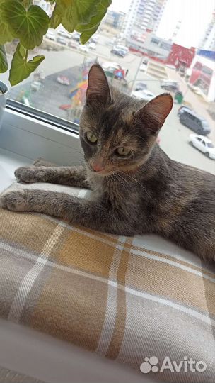 Кошка бесплатно