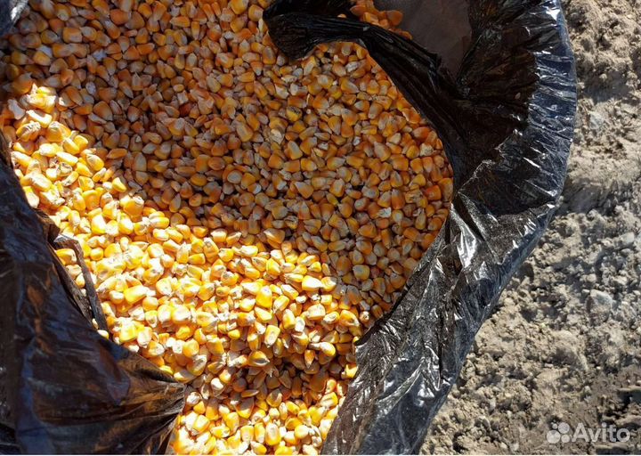 Подсолнечник, Ячмень яровой корма