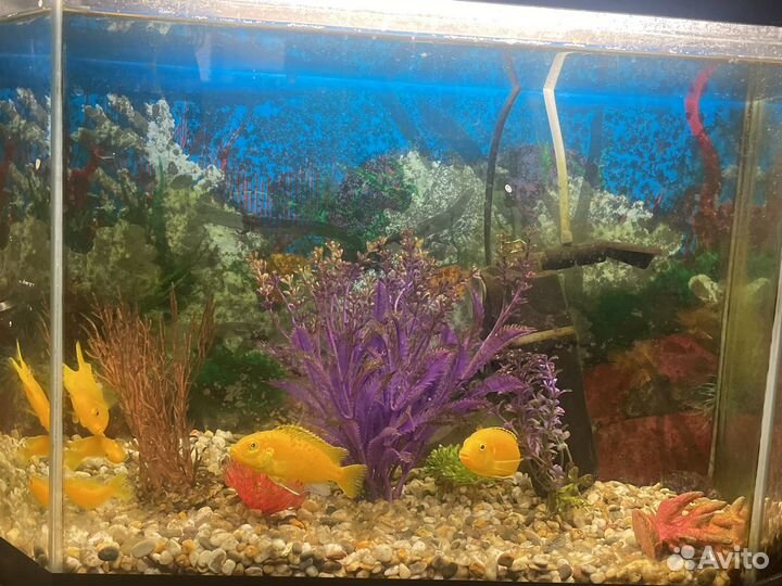 Аквариум+наполнение аквариума