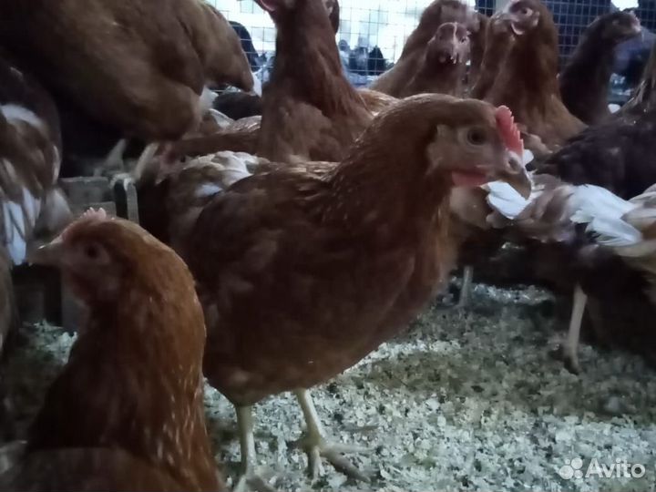 Куры Рыжие 4мес Белые, Доминанты