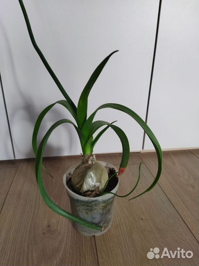 Инжир Лакомка . Индийский лук /лечебный