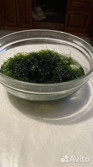 Мох, водоросли для аквариума