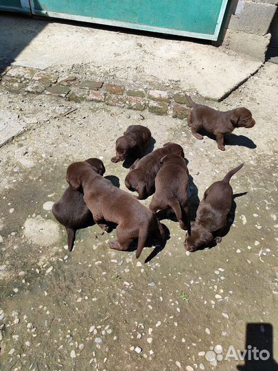 Щенки лабрадора шоколадные
