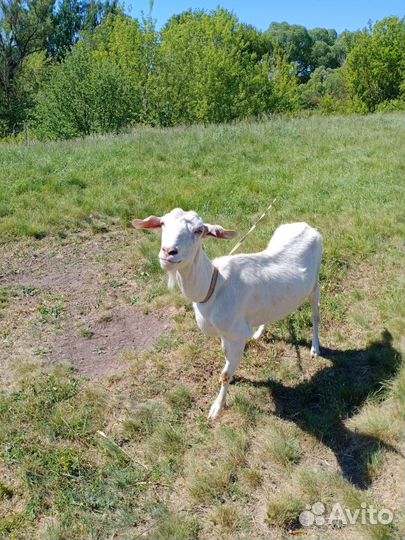 Продам козла,козу с козленком