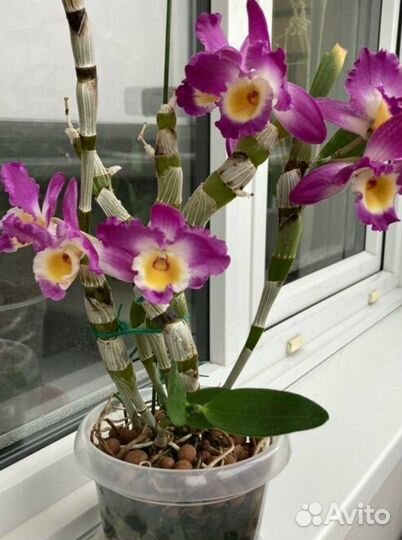 Орхидея дендробиум нобиле