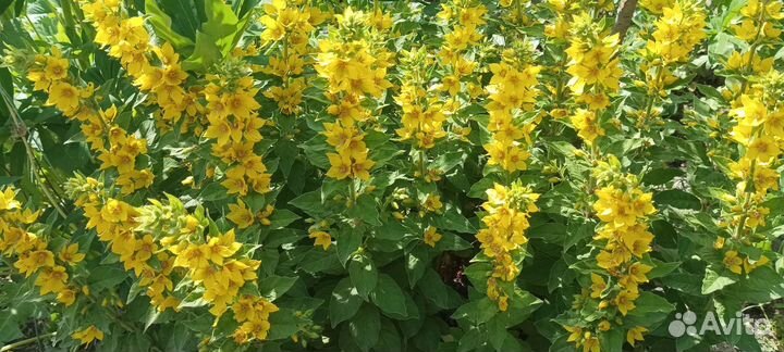 Вербейник точечный саженцы (обменяю на ваши цветы)