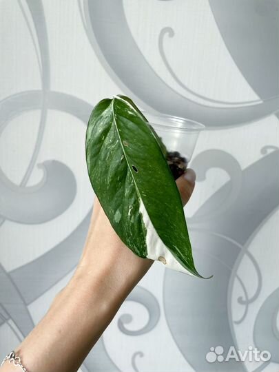 Эпипремнум пиннатум вариегатный