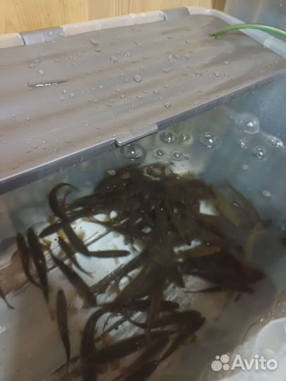 Живец пескарь, плотва,окунь,карась