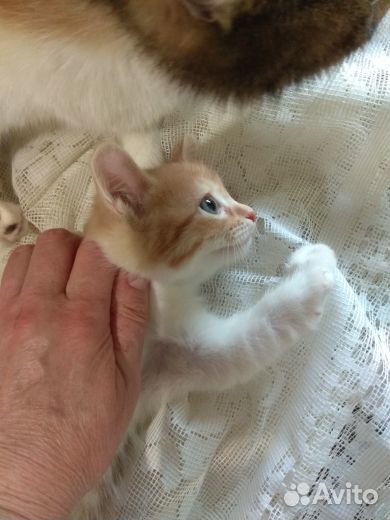 Отдам в добрые руки котенка