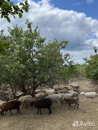 Курдучные овцы и ягнята на курбан байрам 300 голов
