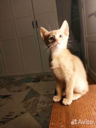 Абиссинский котёнок