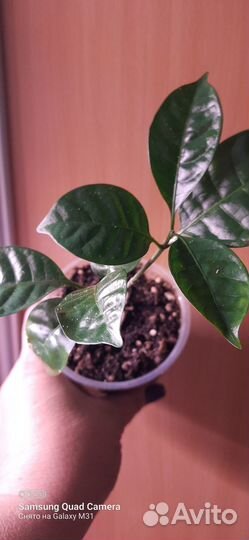 Комнатные цветы