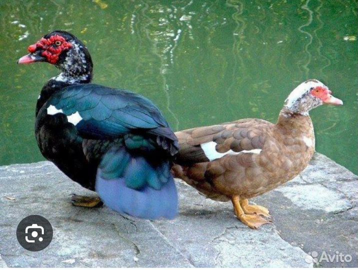 Продаются индоутки