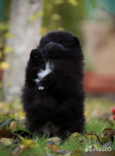 Померанский щпиц мини