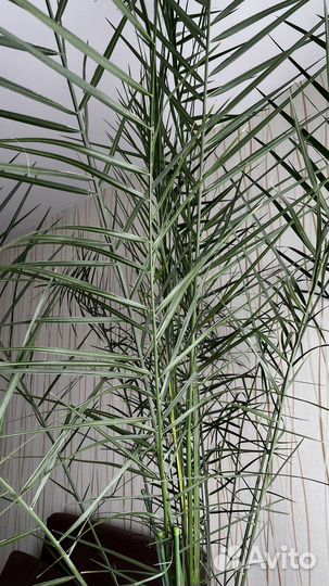 Финиковая пальма