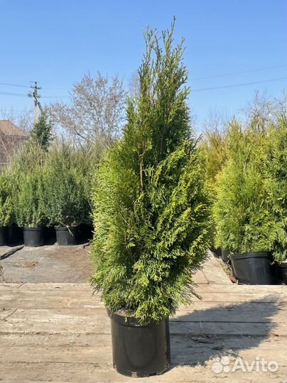 Туя смарагд