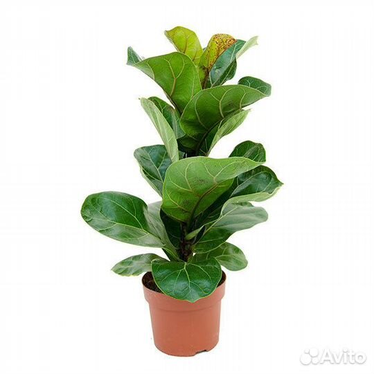 Фикус Лировидный с фото теневыносливый красавец