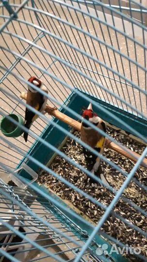 Птица щегол поющих