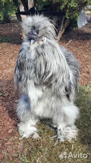 Китайские шелковые куры