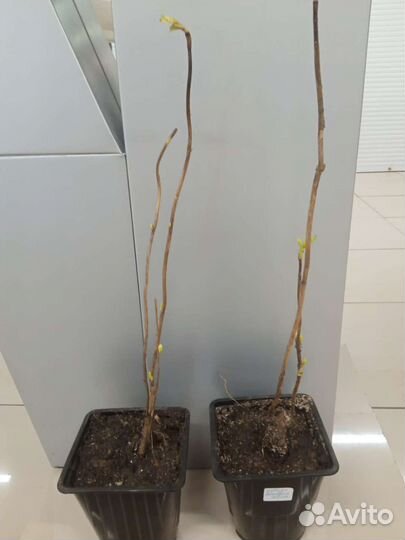 Гортензия Сбежавшая невеста